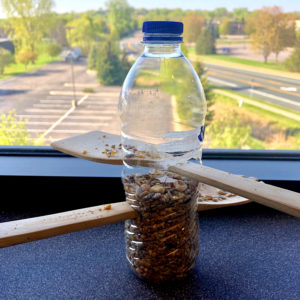 DIY bird feeder with plastic water bottle